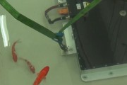 干电池是否可以泡水？泡水后会发生什么？