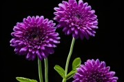 苹果手机里的雏菊花是什么？它有什么功能？