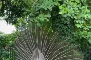 苹果手机游戏“打骄傲”中孔雀的含义是什么？