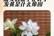 电脑白色配件泛黄如何处理？处理不当会有什么影响？