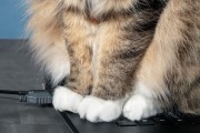 猫按键盘发出声音的原因是什么？