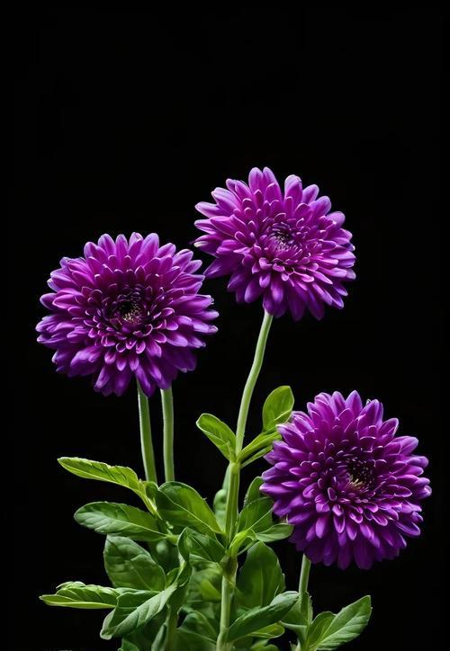 苹果手机里的雏菊花是什么？它有什么功能？
