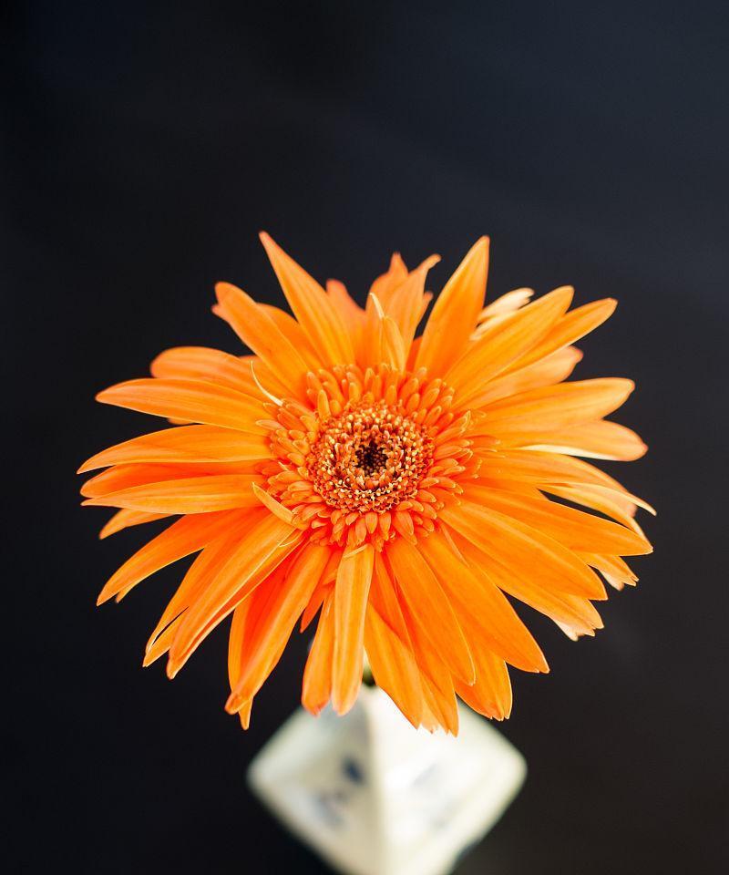 苹果手机里的雏菊花是什么？它有什么功能？
