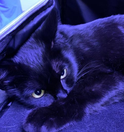 苹果手机壳蓝色黑猫是什么？产品特点和购买渠道在哪里？