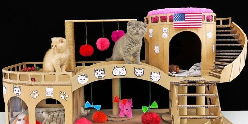 如何使用网络共享猫屋？操作步骤和注意事项？