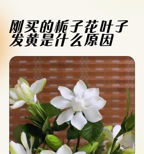 电脑白色配件泛黄如何处理？处理不当会有什么影响？