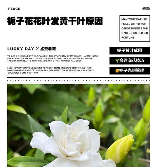 电脑白色配件泛黄如何处理？处理不当会有什么影响？
