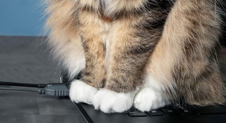 猫按键盘发出声音的原因是什么？