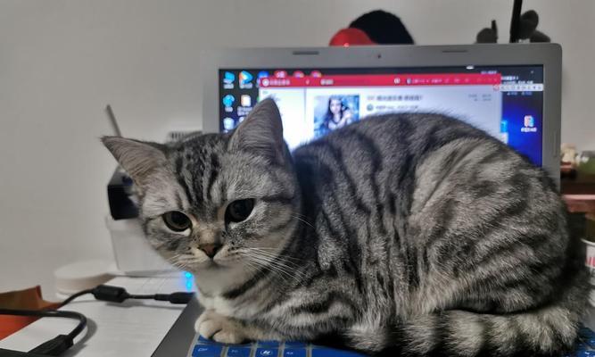 猫按键盘发出声音的原因是什么？