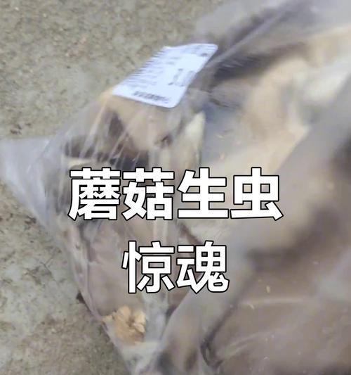 冰箱里长虫了怎么清洗？（如何彻底清洁冰箱内部，防止虫害滋生）